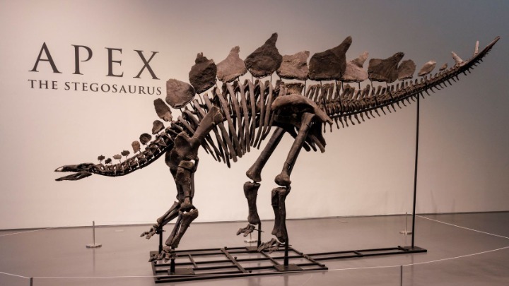 Σε τιμή ρεκόρ πωλήθηκε ο στεγόσαυρος «Apex» σε δημοπρασία