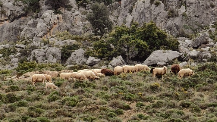 Συναγερμός για την ευλογιά των αιγοπροβάτων: Απαγορεύεται η μετακίνηση τους για δέκα ημέρες